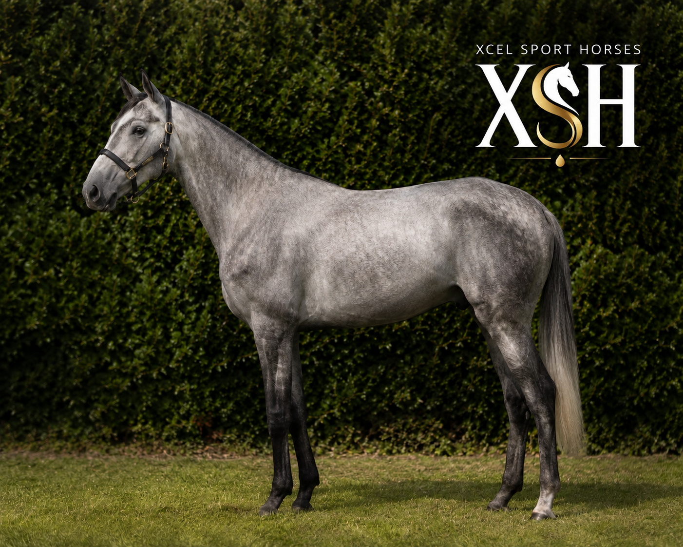 Xcel Sport Horses website design by WA Designs, showcasing luxury equestrian facilities, competition livery, horse sales and professional show jumping.