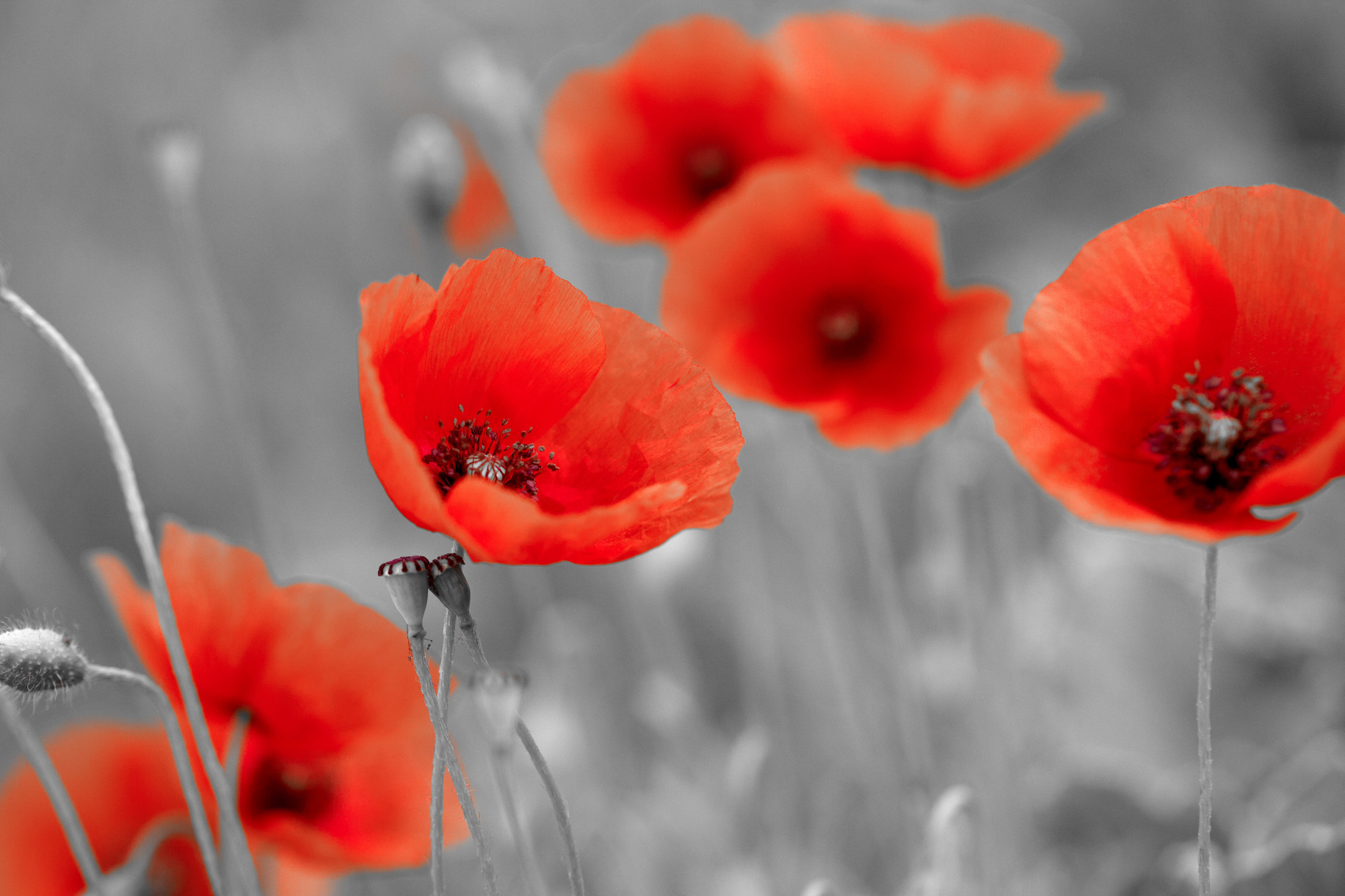 Colsterworth Festival of Remembrance