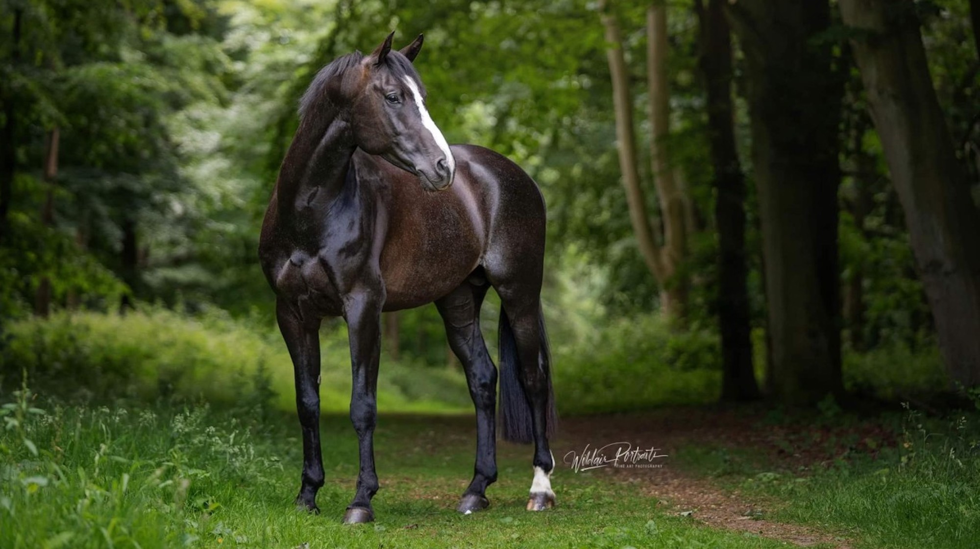 Koning Sport Horses