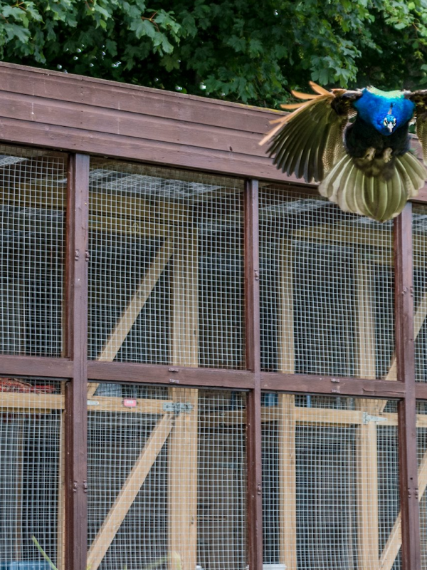 Broadlands Cattery Broadlands Cattery