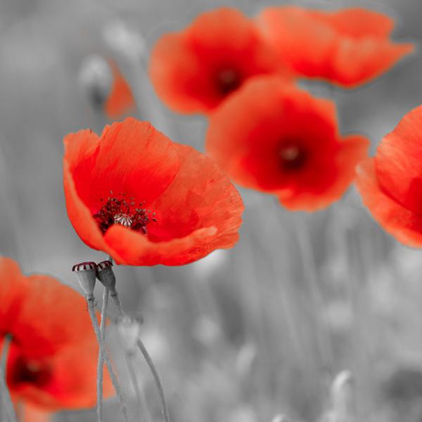 Colsterworth Festival of Remembrance Colsterworth Festival of Remembrance