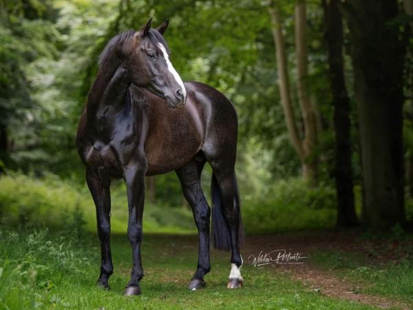 Koning Sport Horses Koning Sport Horses