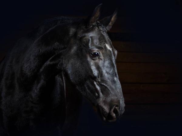 Trophies 4 Everything Trophies 4 Everything